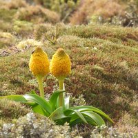 Ross lily, one of the Megaherbs at Enderby Island