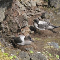 Nesting Sooty Albatrosses at Enderby Island