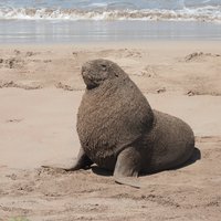 New Zealand sea lion at Enderby Island