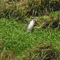 Yellow-Eyed Penguin, Enderby Island