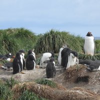 Gentoo penguins at Macquarie Island