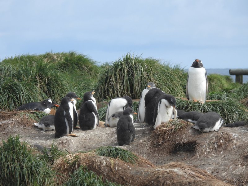 Gentoo penguins at Macquarie Island