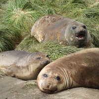 Elephant seals at Macquarie Island