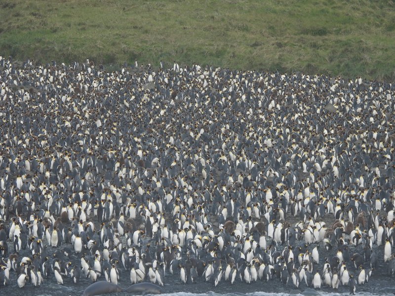 Lusitania Bay King penguin colony, Macquarie Island