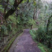 Laurisilva of Madeira