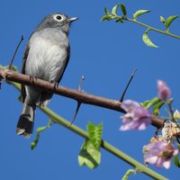 White-eyed Slaty-Flycatcher in the Mount Kenya Region