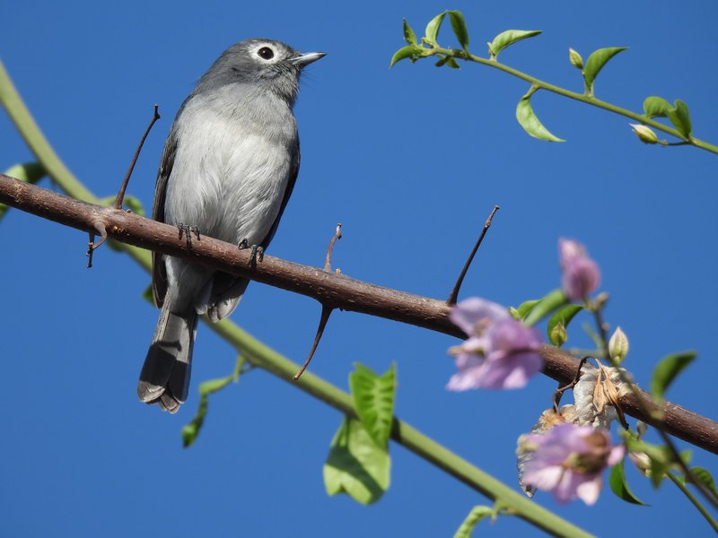 White-eyed Slaty-Flycatcher in the Mount Kenya Region