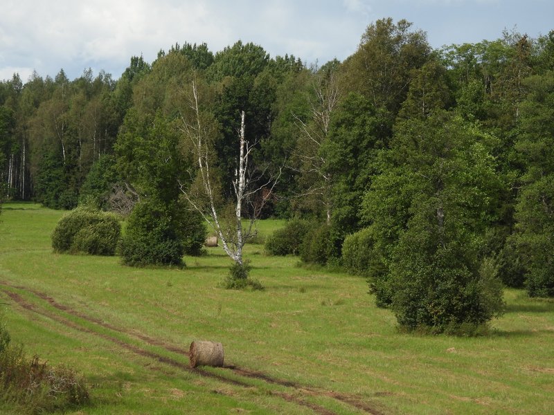 Wooded Meadows Tõramaa