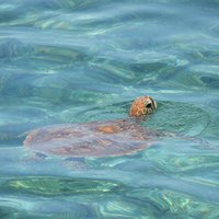 Green turtle at Great Barrier Reef