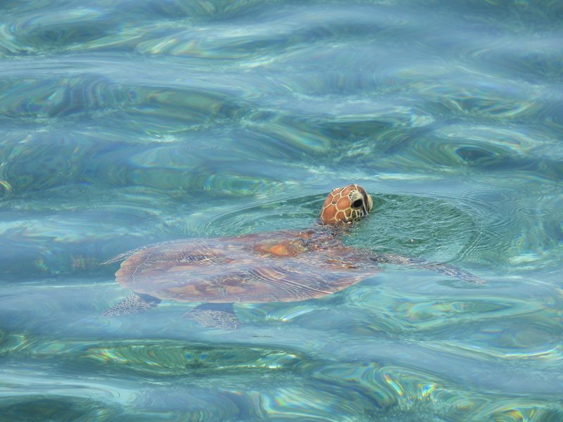 Green turtle at Great Barrier Reef