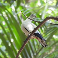 Torresian imperial pigeon at Great Barrier Reef