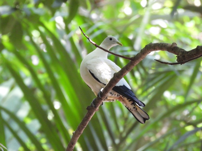 Pied imperial pigeon at Great Barrier Reef