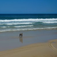 Dingo on the beach, K'gari