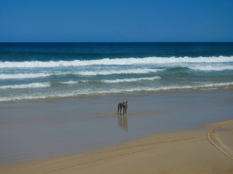 Dingo on the beach, K'gari