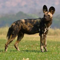 Wild dog in Mana pools