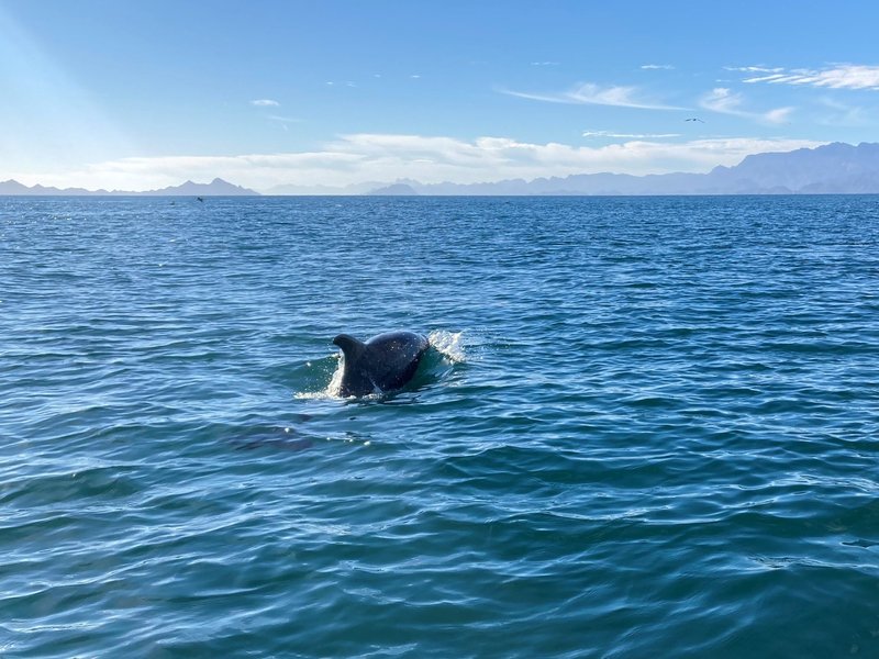 Dolphin at Gulf of California