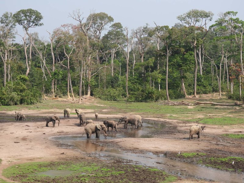 Dzanga Bai