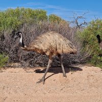 Emu