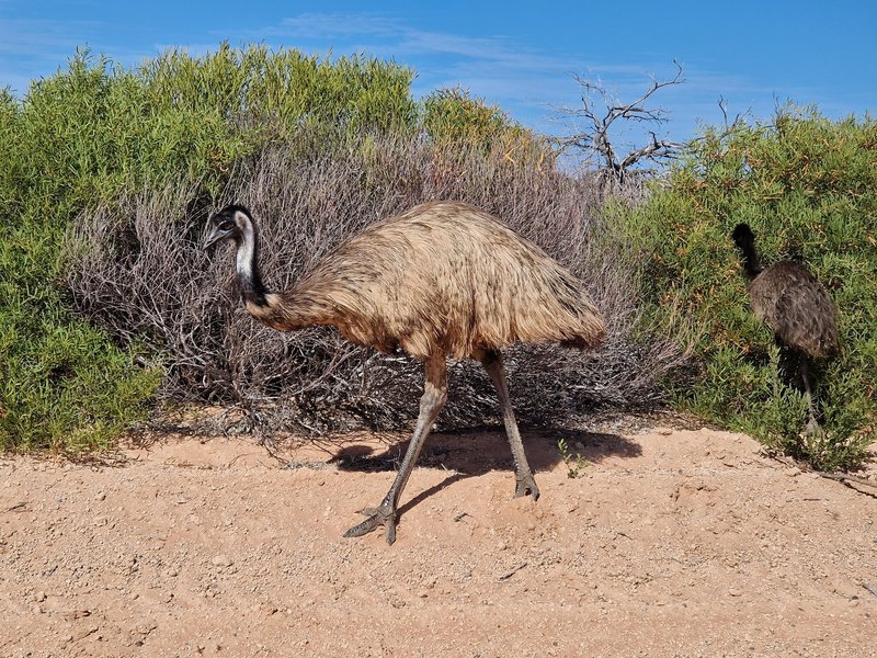 Emu