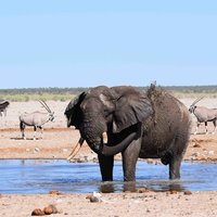 Etosha Pan elephant mud bath