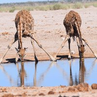 Etosha Pan giraffe drinking