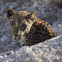 Etosha Pan leopard head