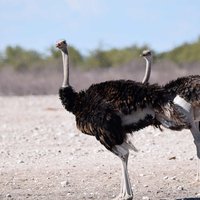 Etosha Pan ostrich