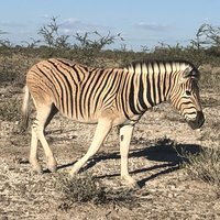 Etosha Pan zebra
