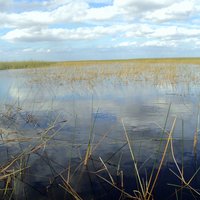 Everglades