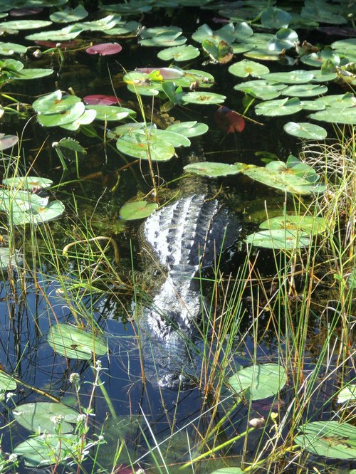 Everglades