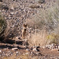 Fishriver Canyon with fox