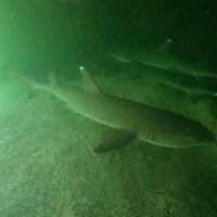 Whitetip Reef Shark