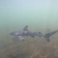 Common Blacktip Shark