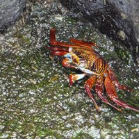 Crab, Las Grietas, Santa Cruz, Galapagos Islands