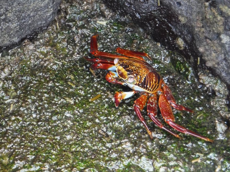 Crab, Las Grietas, Santa Cruz, Galapagos Islands