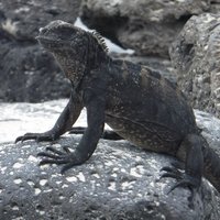 Marine iguana, Bahía Tortuga, Santa Cruz, Galapagos Islands