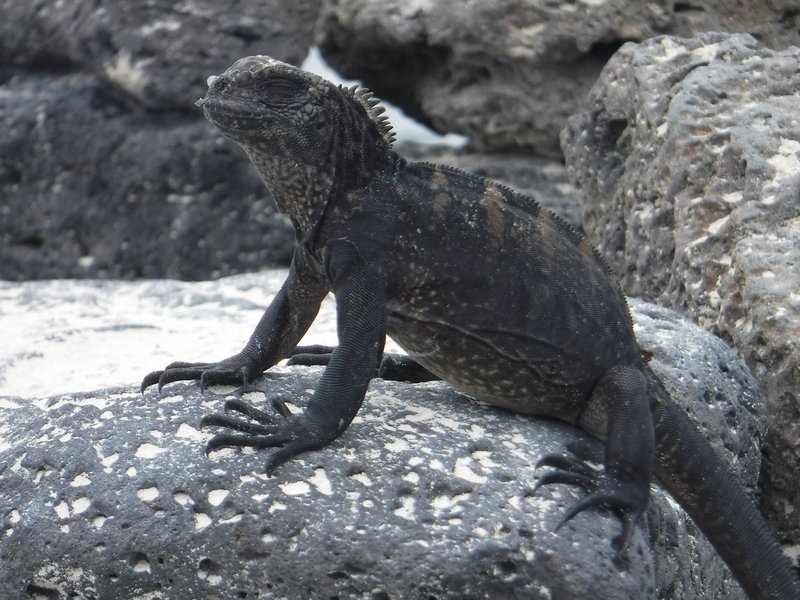 Marine iguana, Bahía Tortuga, Santa Cruz, Galapagos Islands