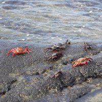 Crabs, Isabella, Galapagos Islands