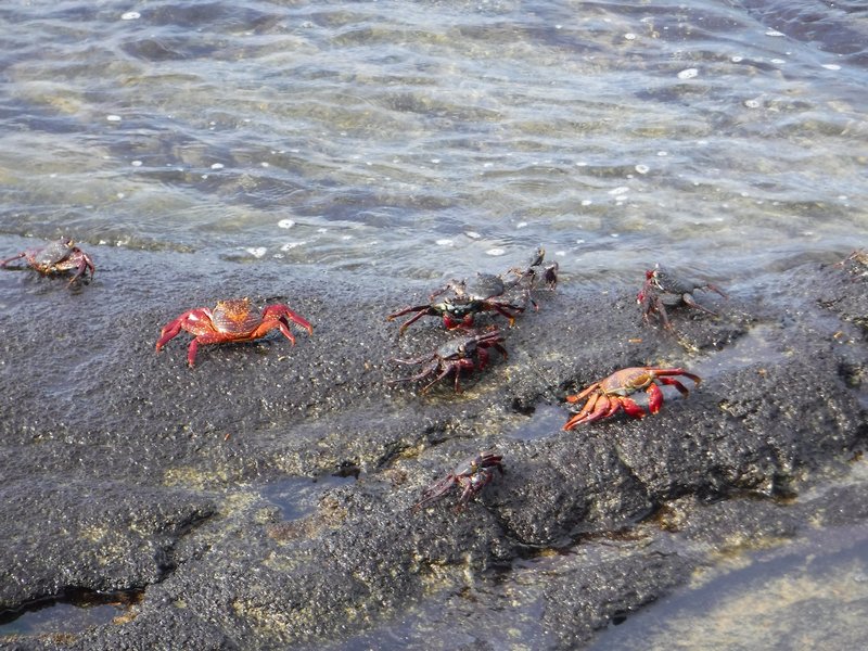 Crabs, Isabella, Galapagos Islands