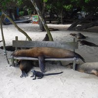 Sea lions and marine iguana, Isabella, Galapagos Islands