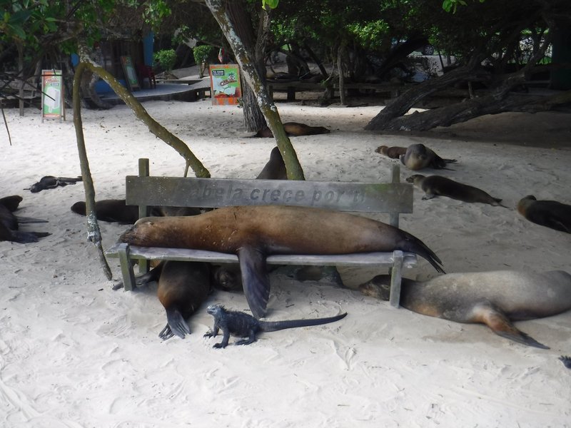 Sea lions and marine iguana, Isabella, Galapagos Islands