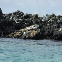 Galápagos penguin, Isabella, Galapagos Islands