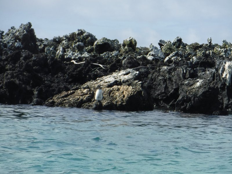 Galápagos penguin, Isabella, Galapagos Islands