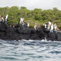 Blue-footed boobies, Isabella, Galapagos Islands