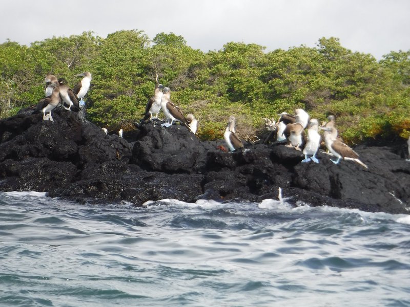 Blue-footed boobies, Isabella, Galapagos Islands