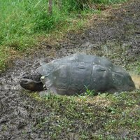 Galapagos giant turtle, El Chato, Santa Cruz, Galapagos Islands