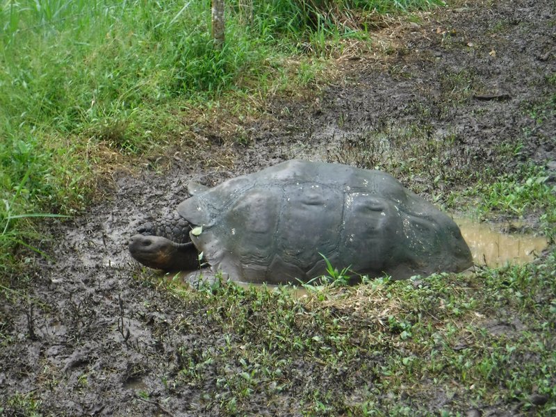 Galapagos giant turtle, El Chato, Santa Cruz, Galapagos Islands
