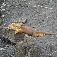 Land iguana, Charles Darwin Scientific Station, Santa Cruz, Galapagos Islands