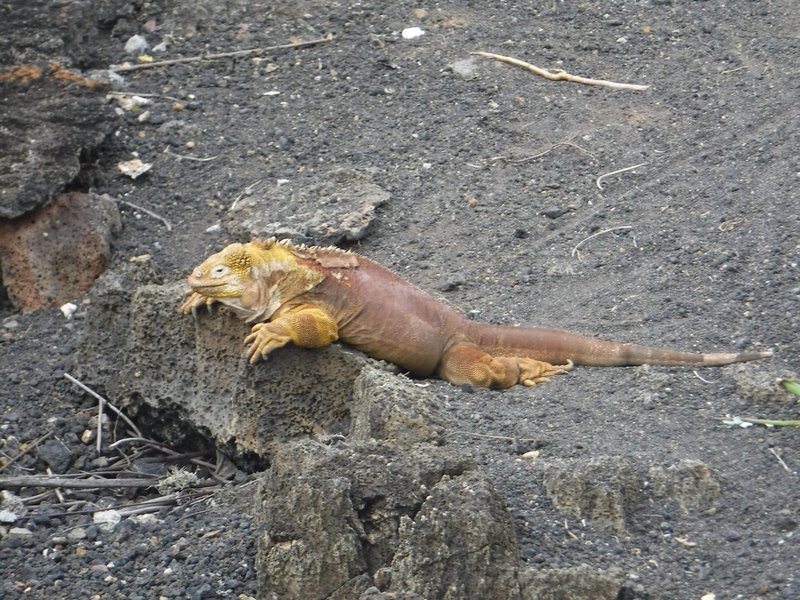 Land iguana, Charles Darwin Scientific Station, Santa Cruz, Galapagos Islands