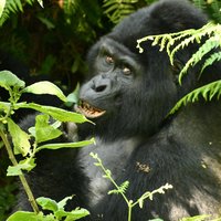 Gorilla